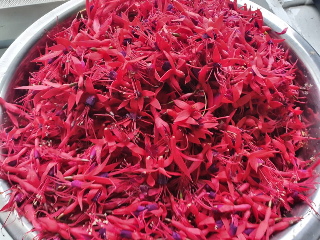 Fuschia harvested for Cape Clear Gin